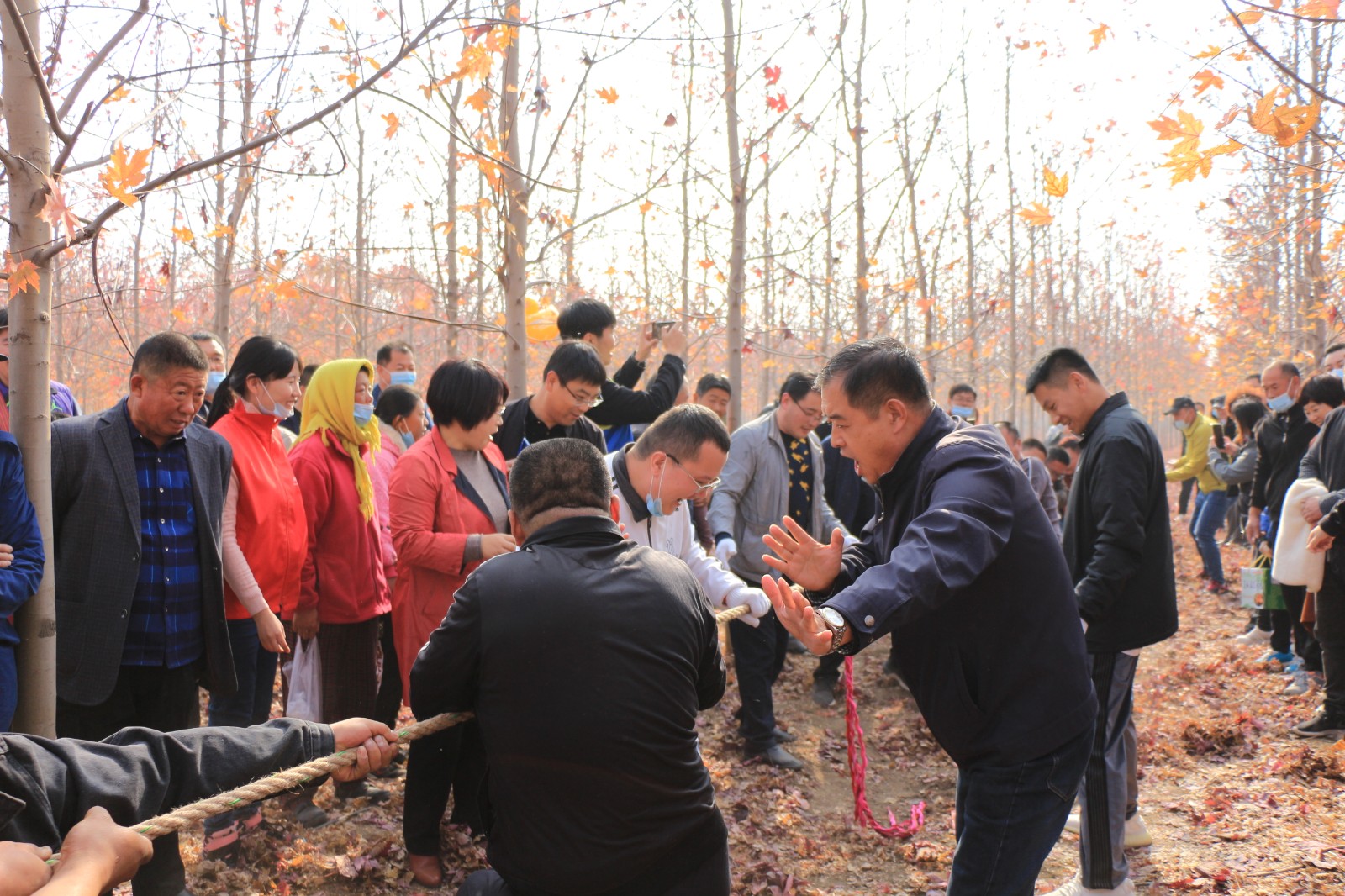 |夏格庄镇千亩红枫林等您赴约