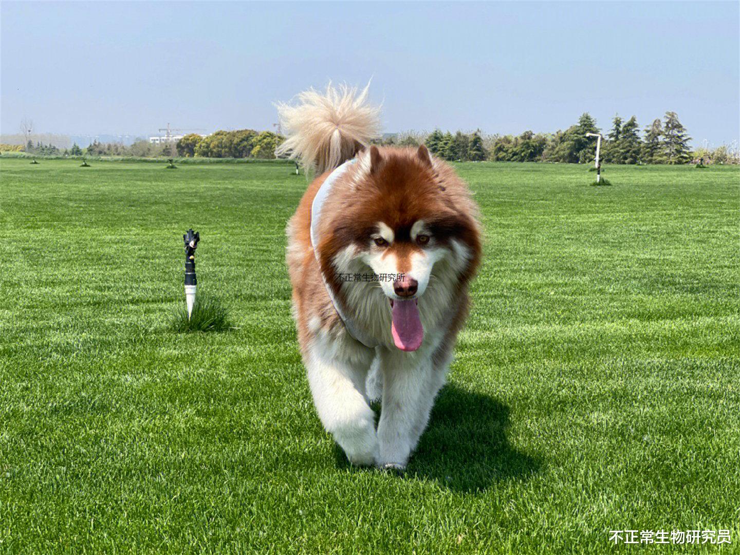 机舱里出现了一只微笑的阿拉斯加雪橇狗，民航：这是服务犬