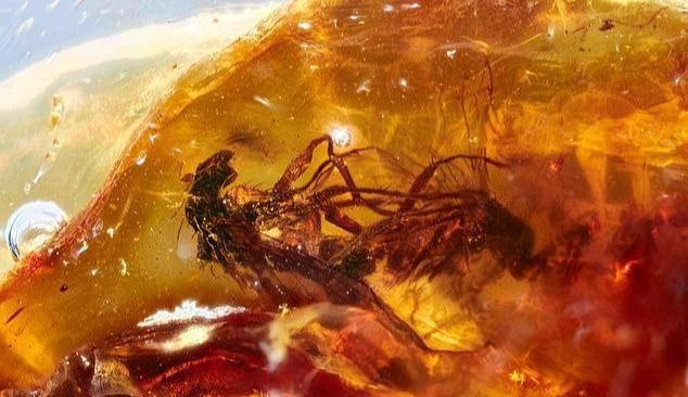 4100万年前这对小情侣被封印在琥珀中，至今仍保持繁衍姿势