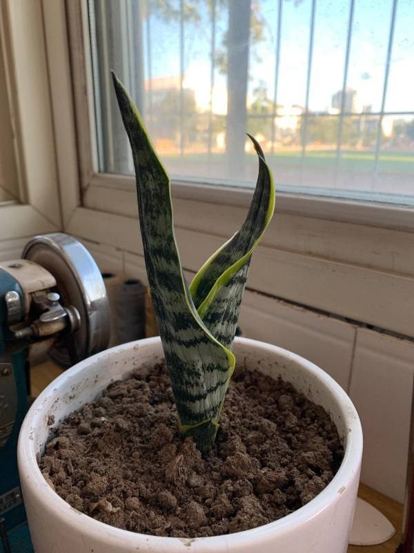 适合养在卧室的花，吸废气净化空气，一觉睡到大天亮