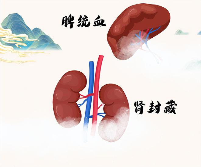 衰老|长期慢性出血，血虚肢冷面萎黄？送你一方，补肾健脾，治各种出血