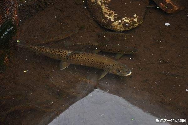 许多|钓鱼群现秦岭细鳞鲑视频，西安钓友怒了：钓二级保护动物还显摆？