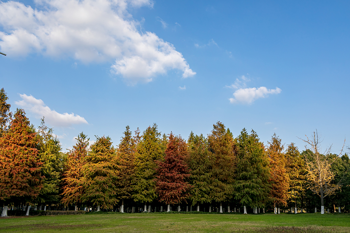 海边|层林尽染,丰富多彩