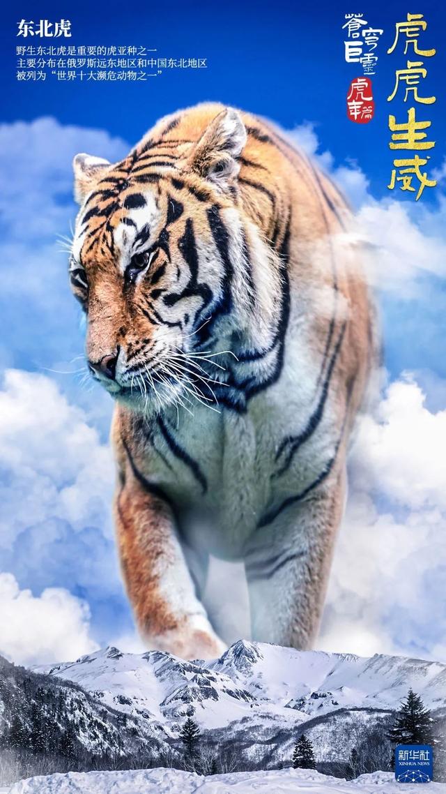 |苍！穹！巨！灵！虎！年！特！制