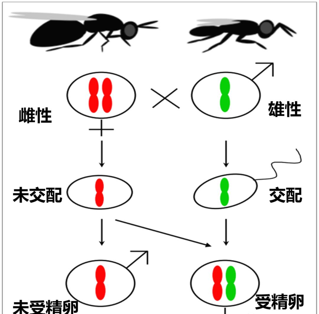 昆虫的性别由谁决定?你想到的可能都是错的