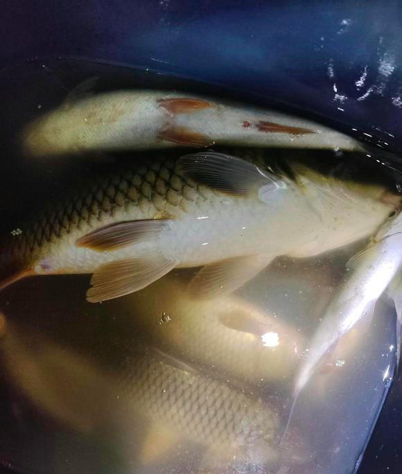 隔离|成都:男子隔离在家从阳台上钓鱼,楼下女子欲截胡,网友热议