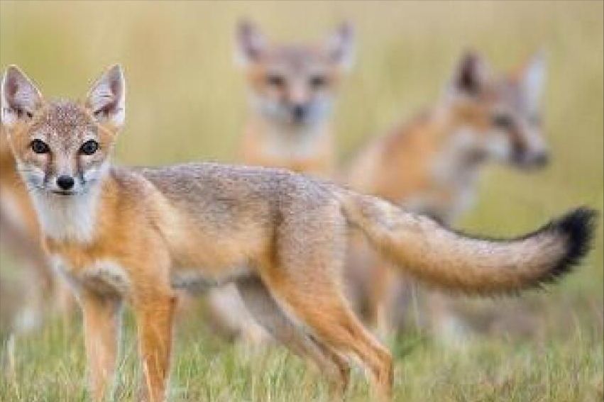 盘点12种不同的狐狸。外表可爱内里狡诈的它们，你最喜欢哪种呢？