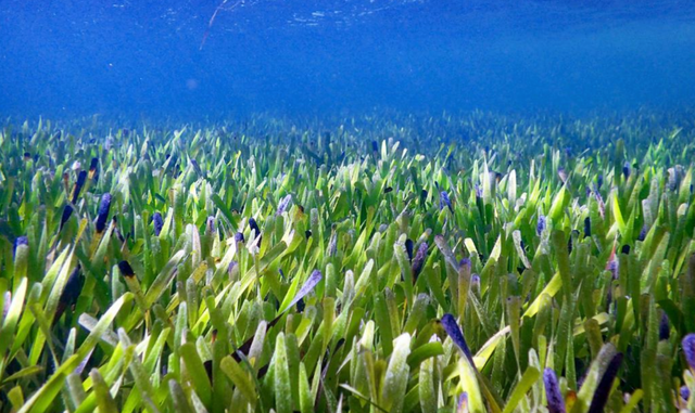 地球最大植物被发现,年龄或超4500岁,覆盖范围达180平方公里