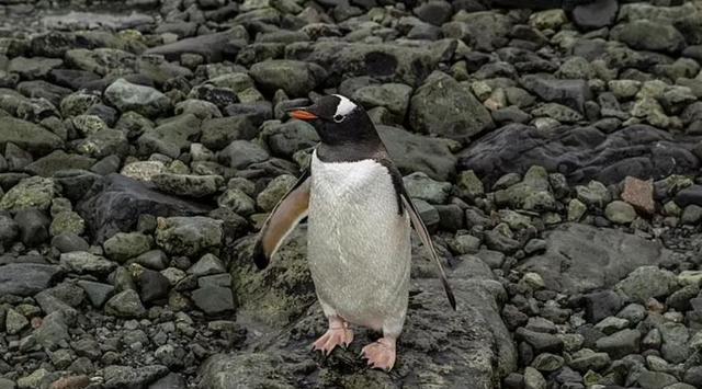 南极|南极邮局招聘地球’最酷’职位：天寒地冻管收信，还要帮忙数企鹅！
