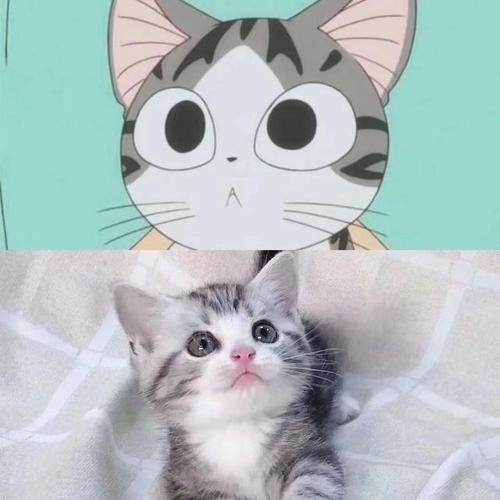 蓝猫|你知道动漫中的猫，卡鲁宾，汤姆，起司，黑猫警长都是什么猫吗？