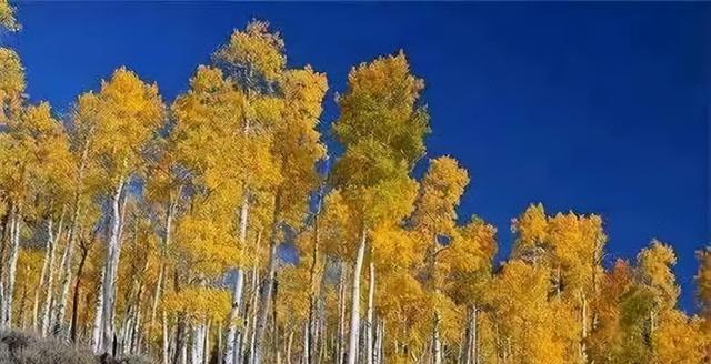 活久见!体重6000吨,活了上万年!最终却被慢慢吃掉