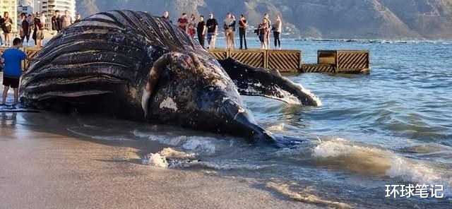 27吨重的死鲸从尸体中渗出液体，并将海滩游客吓晕