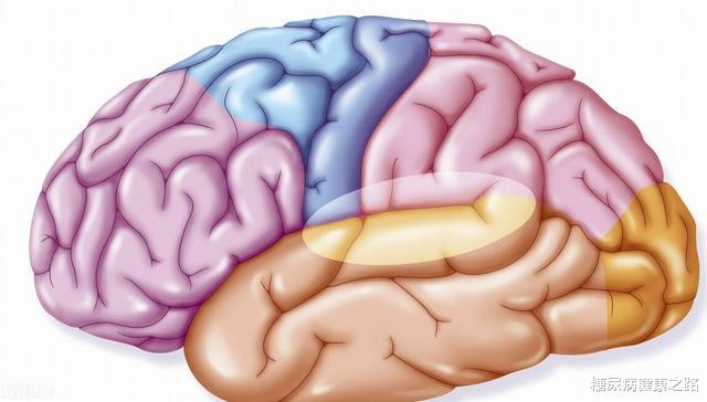 运动|肠道菌群有多重要？不仅与营养与健康有关，还可能影响大脑功能