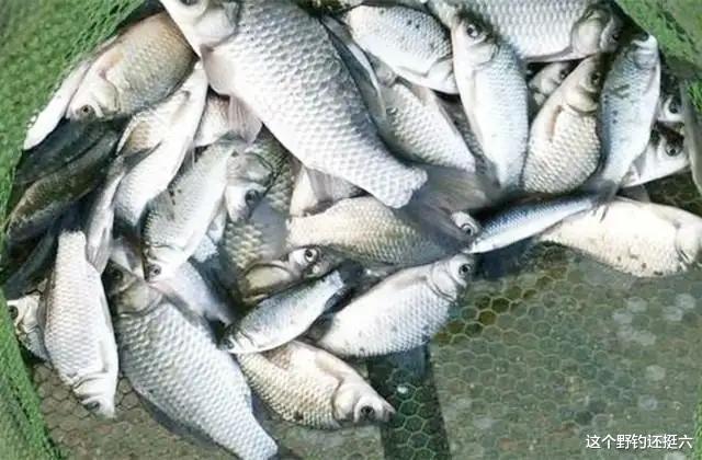 |下顿半目连杆爆护！夏季野钓明确3个关键点，让鱼获有保障！