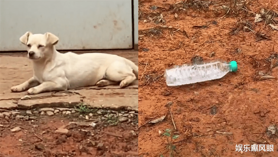 |明目张胆？嘎子又“偷狗”，表情狰狞被夸赞，网友：这次是真的