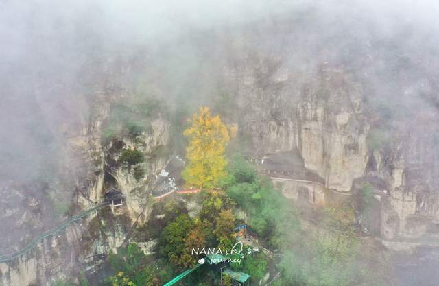 银杏树|金秋登山，在大慈岩寻到银杏秘境