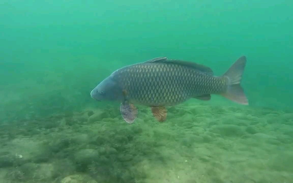 饵料|钓友圈出了个怪事，老赵左右的钓位成了香饽饽，原因何在？