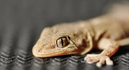 “端午到,五毒醒,不安宁”,五毒都有啥?壁虎尿液真的有毒吗?