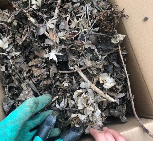 张馨予|35岁张馨予的家，在网上走红：家中栽满花草蔬菜，堪称世外桃源