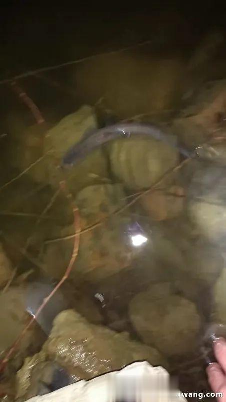 饵料|开张迎吉（鲫），惊喜有翘