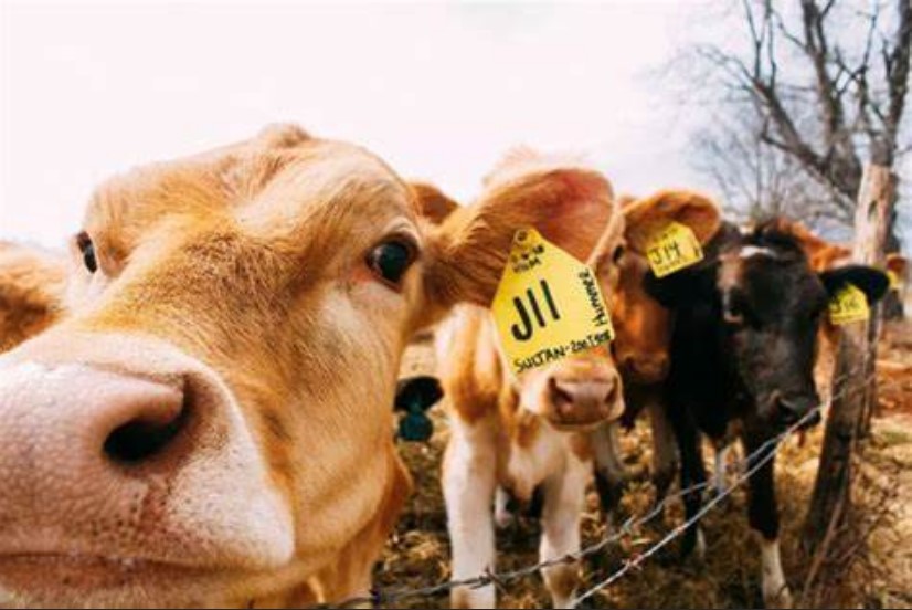 医生|功能性饮料中“牛磺酸”的获取及来源