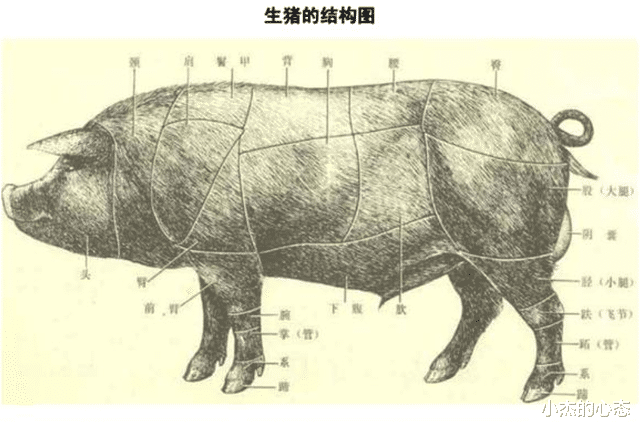 一猪二熊三老虎,猎人为什么说野猪比老虎还危险?对比了才知道