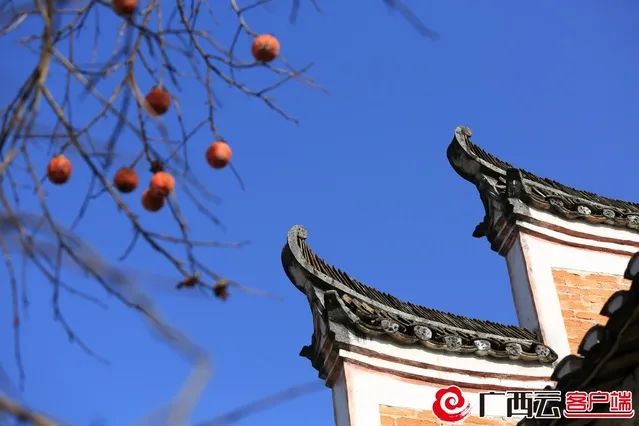 理县|葛坡镇深坡古村的柿子红了