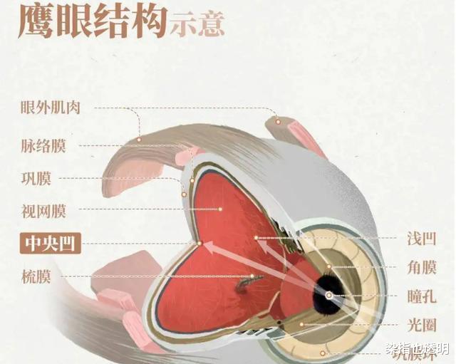 老鹰还能免疫蛇毒?不分品种逮着就吃,毒蛇真的拿老鹰没办法吗?