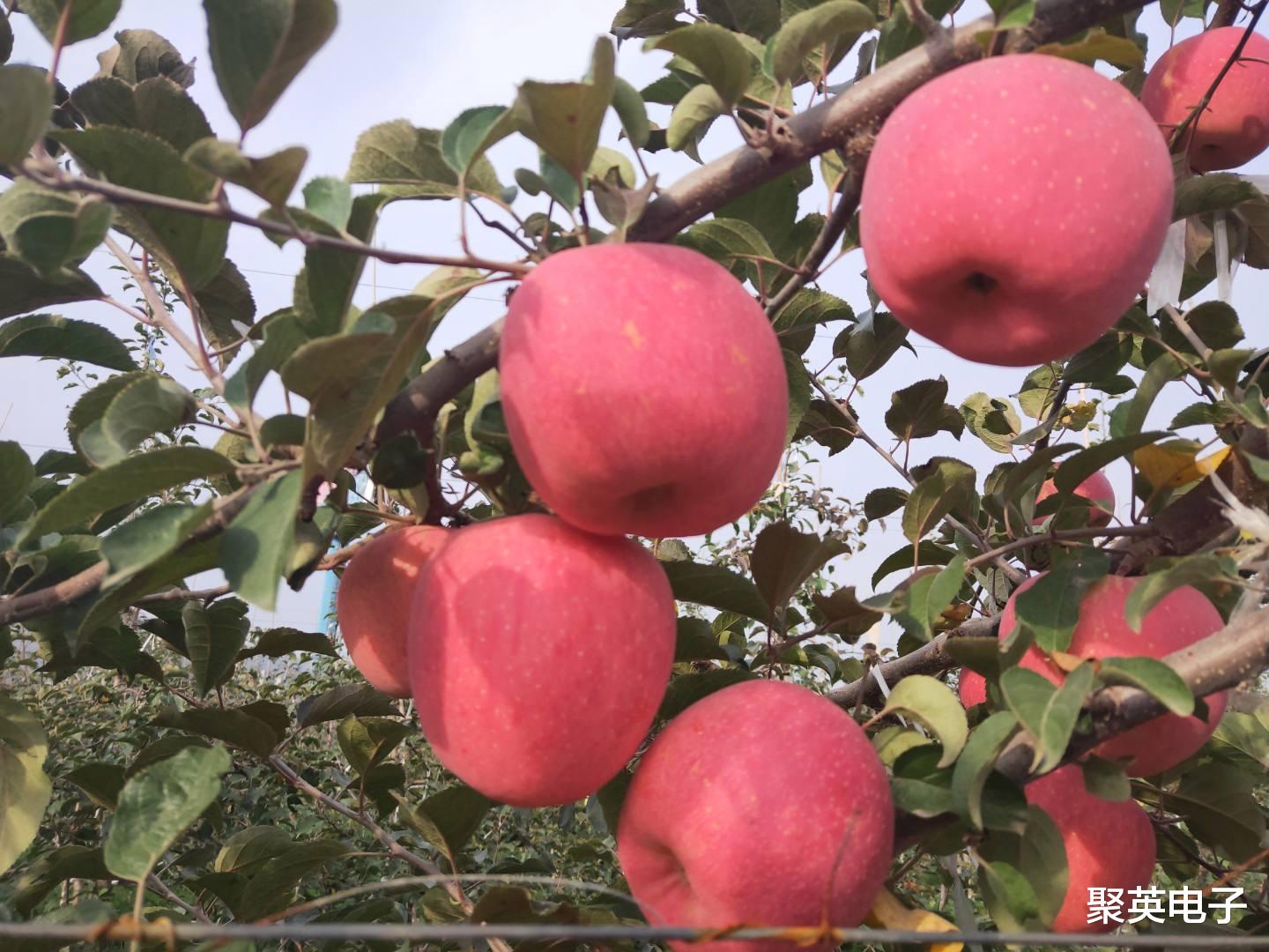 苹果|苹果生产智能装备科研进展，除草收获有望自动化