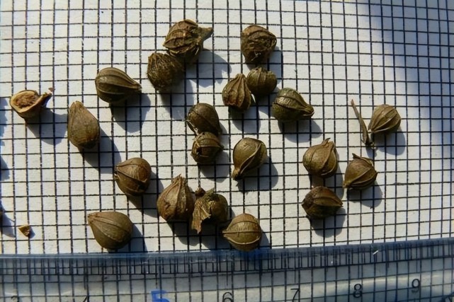 地球独子:曾全世界只剩一株!配备守卫,种子送上太空只为拯救它