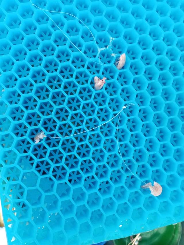 |再战X基地,这次想要爆护不容易