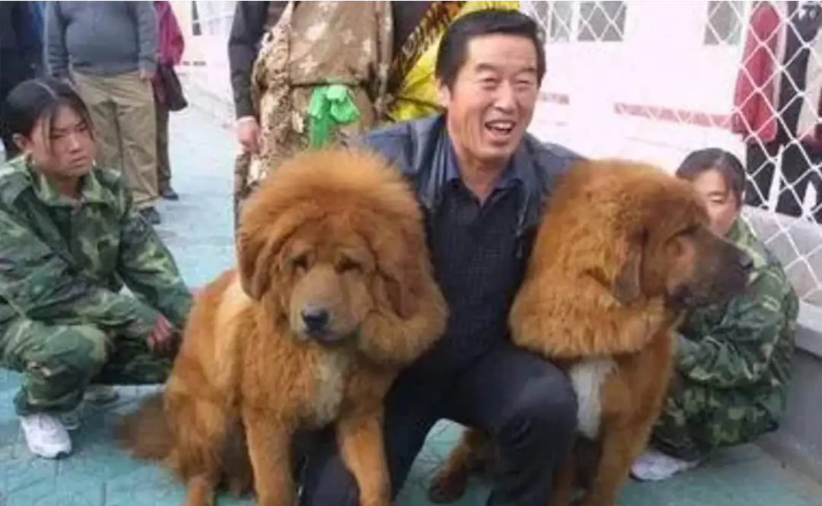 “天价藏獒”骗局破灭,青海上万只藏獒沦为野狗,居民都不敢出门