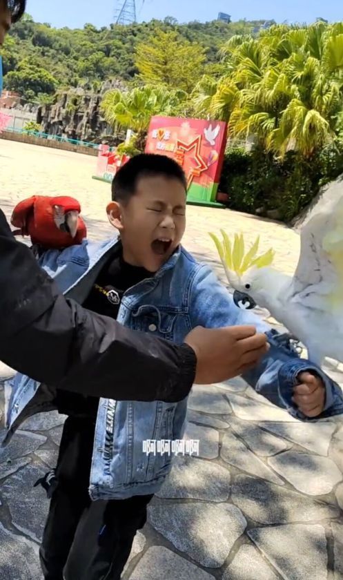 鹦鹉|孙海洋一家游华侨城,孙辉被鹦鹉啄哭,孙卓和爸爸坐过山车好温馨
