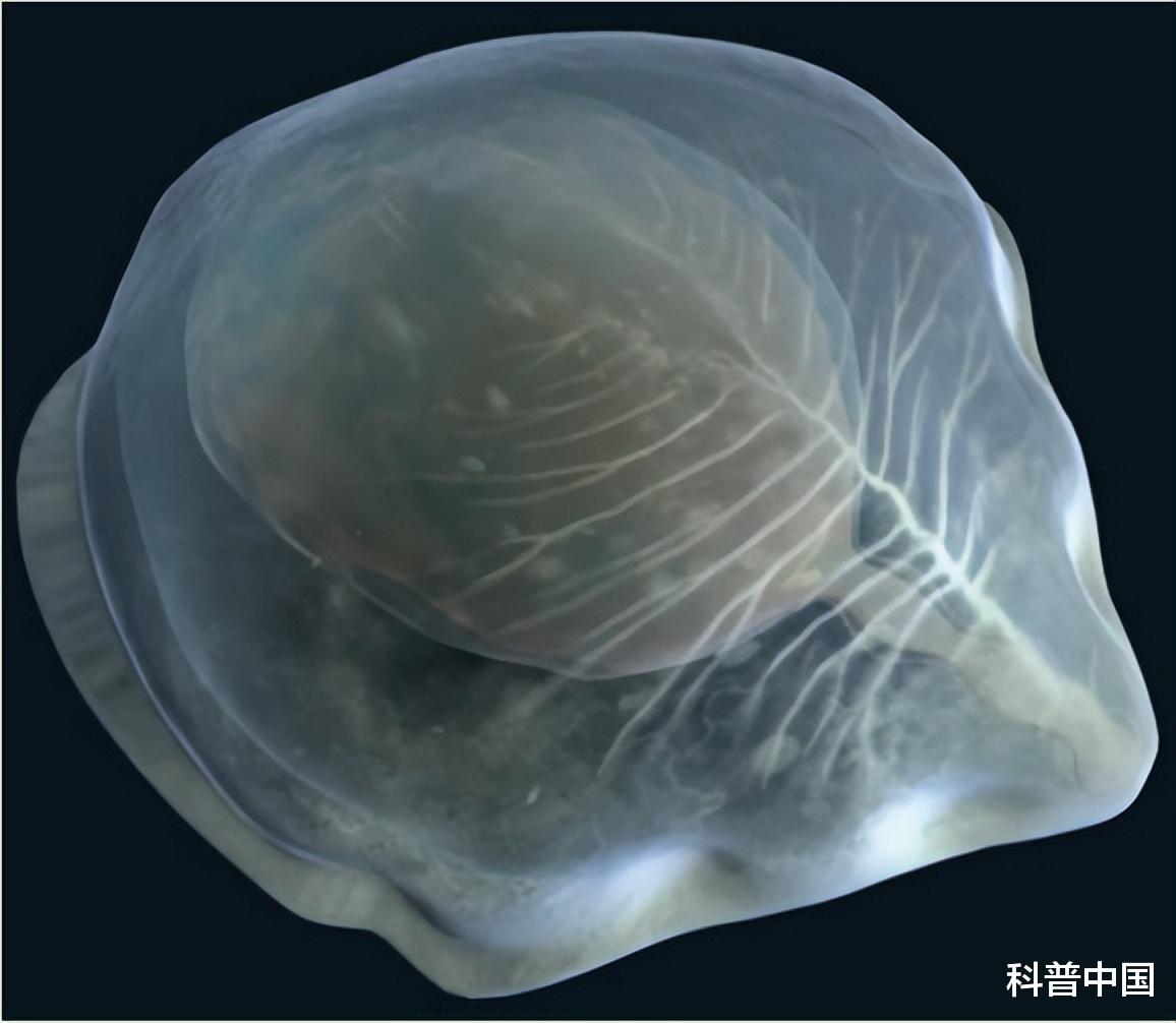为什么大多数生物都是“对称”的?