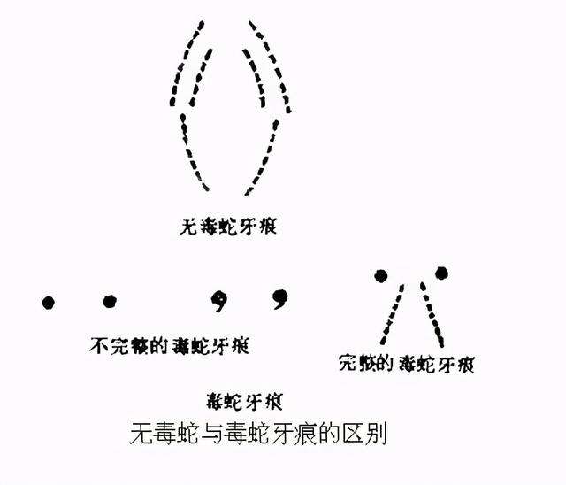 三角头的蛇有毒,圆头的蛇无毒?是否为毒蛇该这样分辨
