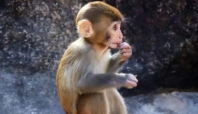 1升价值10万元?活了4亿年的生物被“疯狂抽血”,每年急需50万只