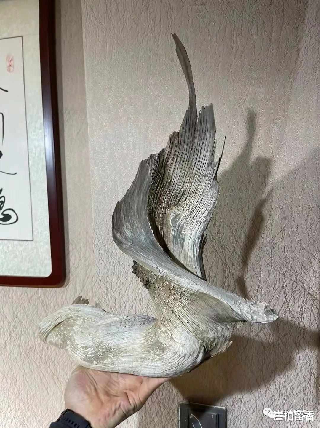 |现在的崖柏到底怎么了呢?