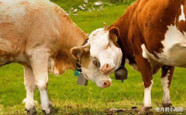 穿衣搭配|财神主动登门送财运，生肖牛数钱数到手抽筋，虎年这一年有福了
