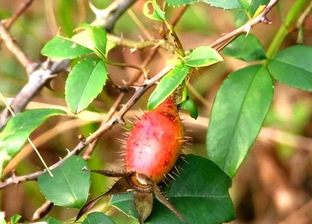 金樱子|分享抗癌中药——金樱子，缩尿、可止带、止泻，尤善于肝癌、腹水