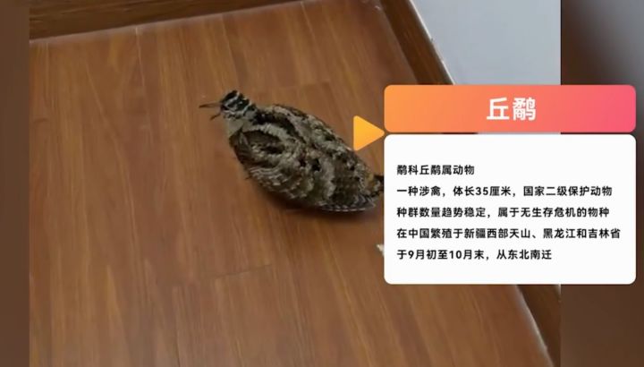 世界上最慢的鸟现身上海外滩,走起路来如蹦迪,飞起来没人跑得快