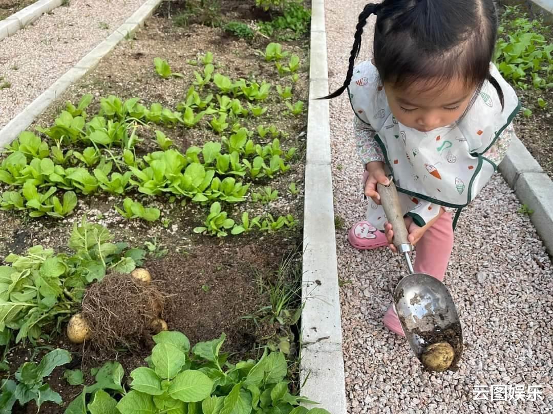 杨超越|陈少霞搬新豪宅，天台打造成菜园子，65岁老公与3岁女儿开心摘菜