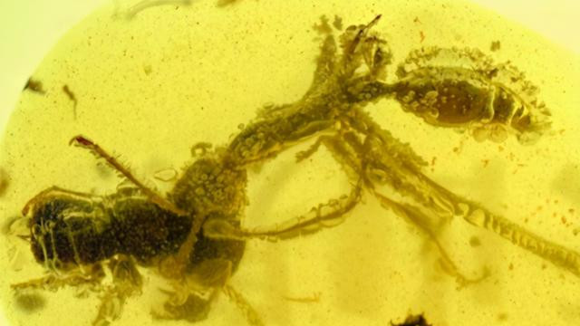 科学家发现“史前蚂蚁”，被困了9900万年，咬食猎物被定格至今