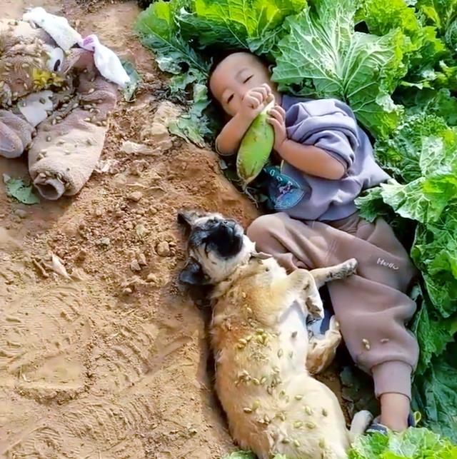 老人带着孙子下地干农活，回家时娃却不见了，疯狂找到后哭笑不得