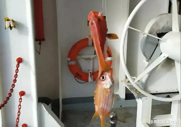 船员|做海员在乎的不是几万一个月的工资,而是天天都能钓奇怪的鱼