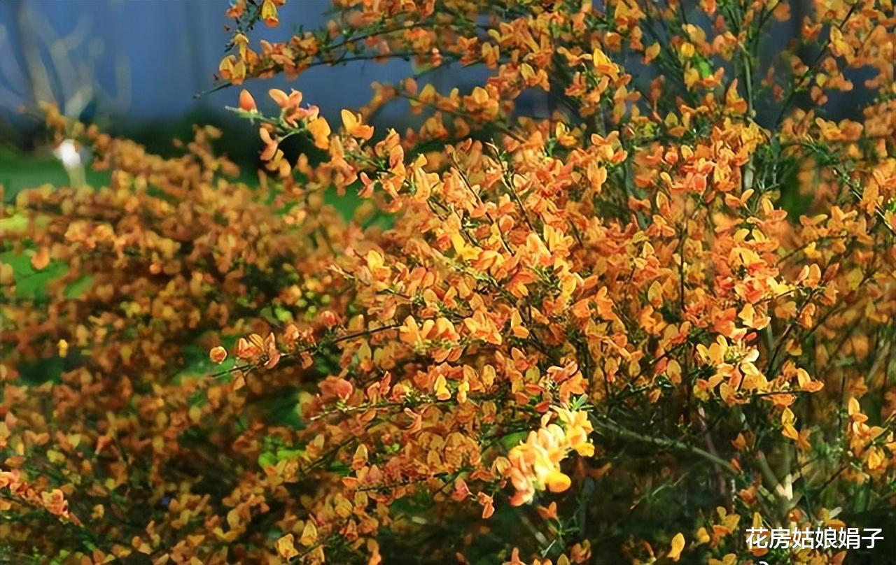 撂荒的1000㎡院子重建，一半养花，一半种菜，享受宁静的田园生活