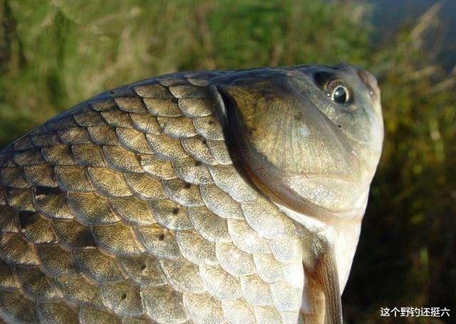 |钓鲫鱼蚯蚓怎么用效果好?初春方法用对鱼获倍增!摆脱有口不中鱼!