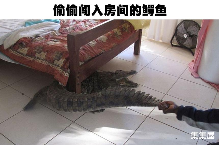 以人类的标准,在人类社会犯了罪的7只动物
