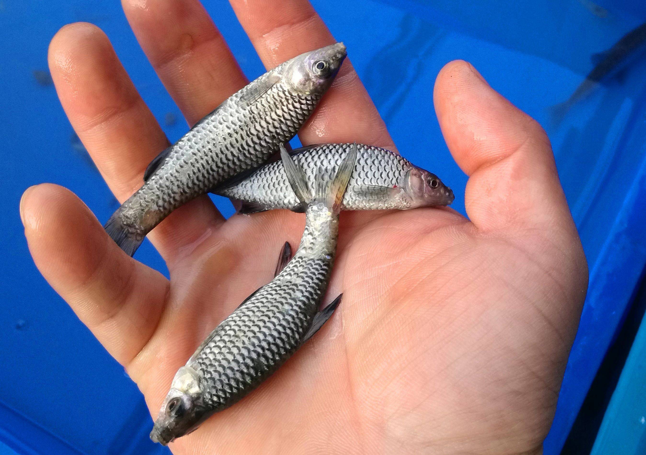 饵料|钓鱼10年才知道,这五种藏在水里的万能饵,专钓大物还不花钱