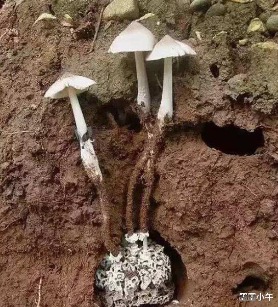 风水宝地？云南一块玉米地长出40多窝鸡枞菌，究竟是什么原因？