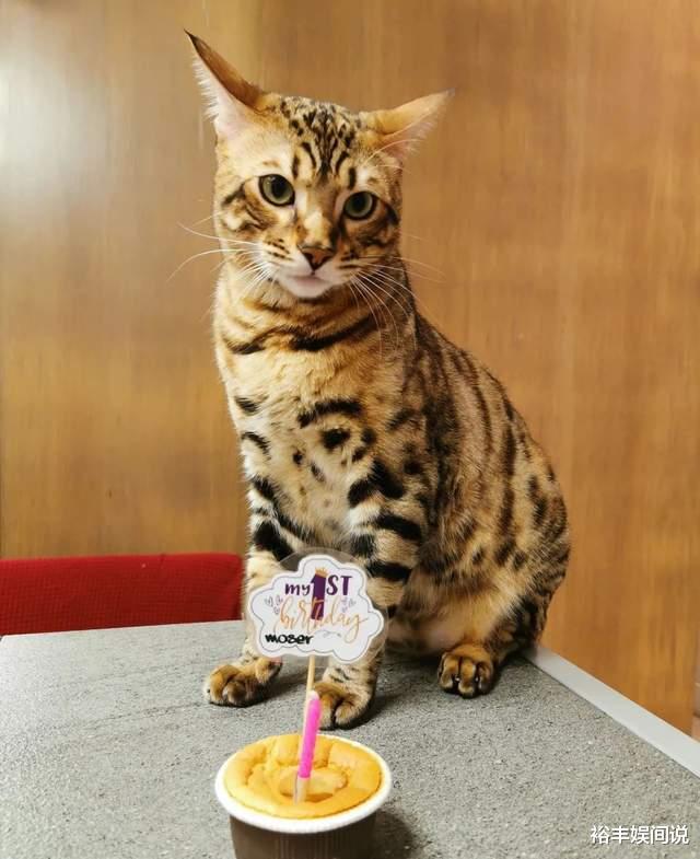 黎淑贤|亚姐黎淑贤遭豹猫袭击！身体多处抓痕血迹斑斑，治疗花费2300元